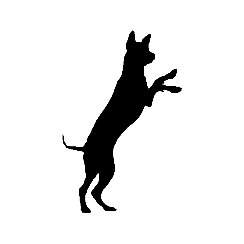 chien 5595