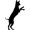 chien 5595