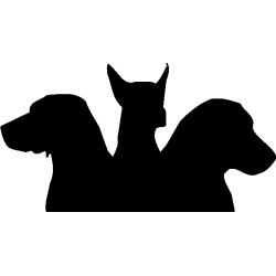 chien 5596