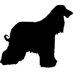 chien 5597