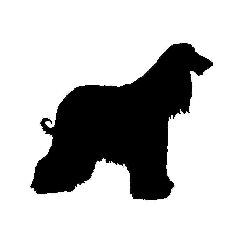 chien 5597
