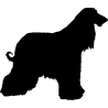 chien 5597