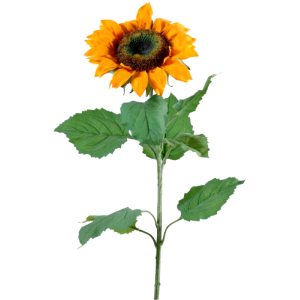 Tige tournesol