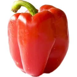 Poivron vert