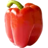 Poivron vert