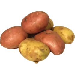 Poivron rouge