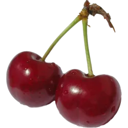 Cerise