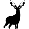 chien 5470