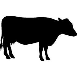 Ane 578