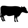 Ane 578