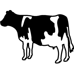 Vache 5788