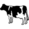 Vache 5788
