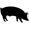 Vache 5789