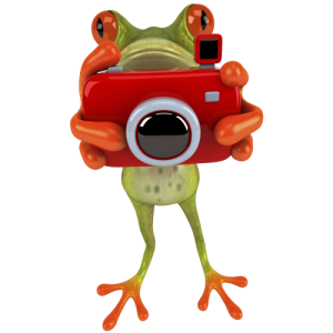 grenouille photo