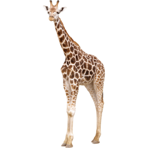 Girafe