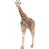 Eléphant