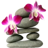Galet Orchidée