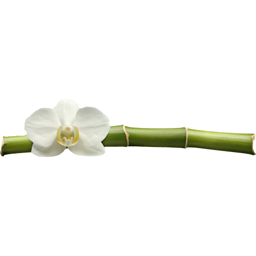 Bambou orchidée