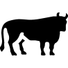 taureau 4
