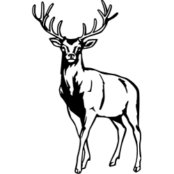 Tête de cerf