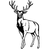Tête de cerf