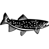 Truite