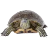 dinosaure