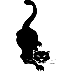 Chat ébouriffé