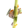 tortue