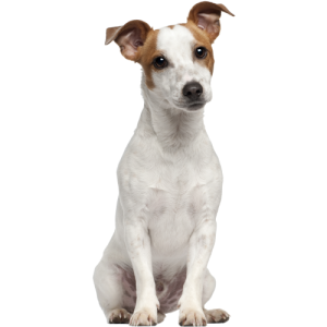 Chien Jack Russel