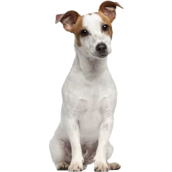 Chien Basset Hound 