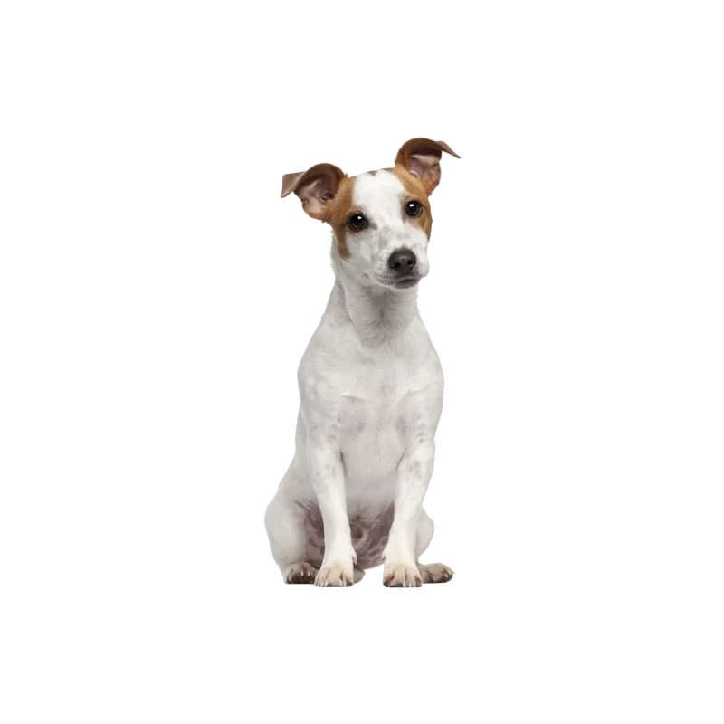 Chien Basset Hound 