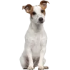 Chien Basset Hound 