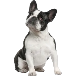 Chien Jack Russel