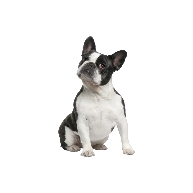 Chien Jack Russel