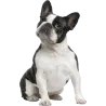 Chien Jack Russel