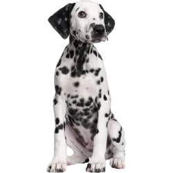 Chien Bouledogue Francais