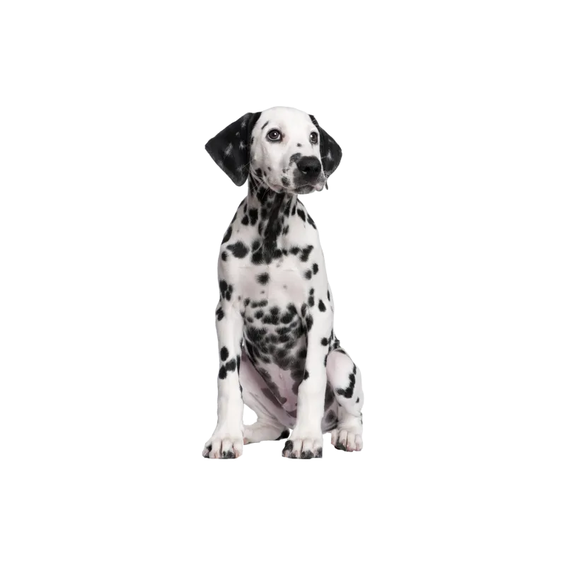 Chien Bouledogue Francais