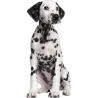 Chien Bouledogue Francais