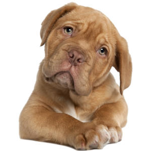 Chien Dogue de Bordeaux