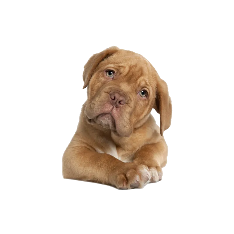Chien Dalmatien