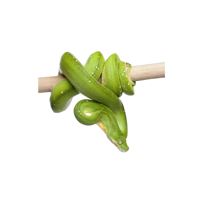Caméléon