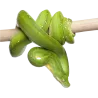 Caméléon