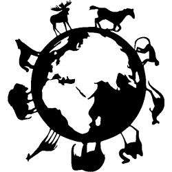 desert chameaux