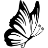 papillon dessin