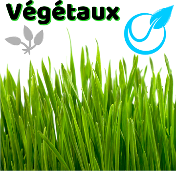 Stickers végétaux